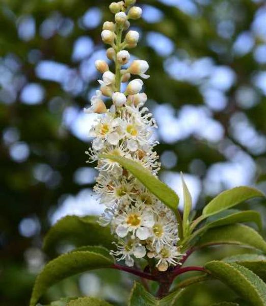 Prunus lusitanica 'Brenelia'
